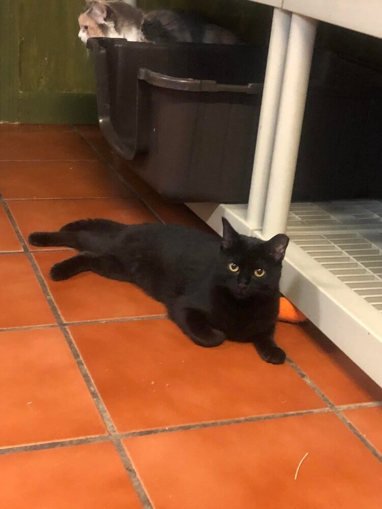 Axel